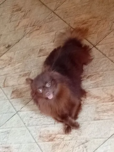 Vendo Lulu