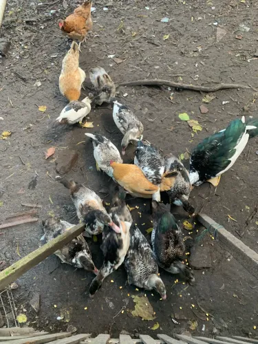Pato
