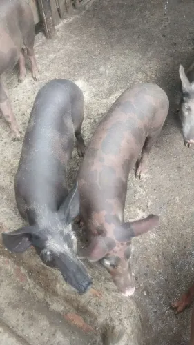 Porco caipira