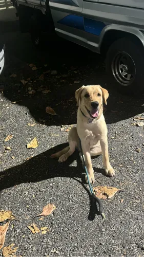 Labrador com 7M