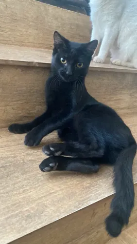 Gatinha fêmea