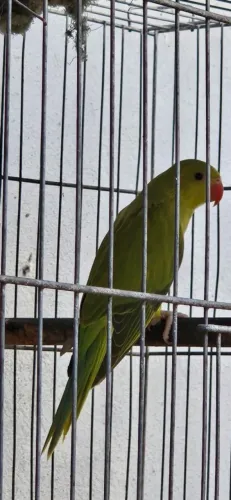 DISPONÍVEL 