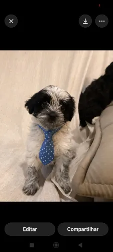Filhote Lhasa Apso Macho