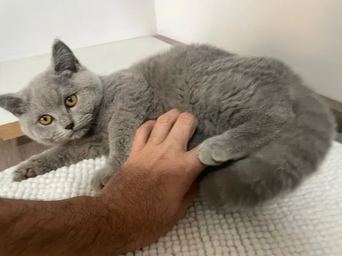 BRITISH SHORTHAIR
