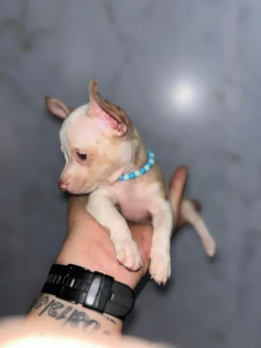 Filhote Pinscher ZERO sangue Exótico