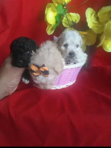 Poodles micro