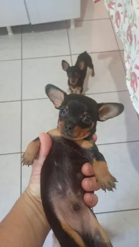 Pinscher 