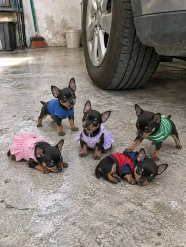Filhotinhos pinscherzinhos miniaturas minizinhos micrinhos zerinhos 