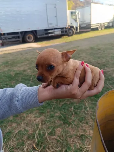 Pinscher 0