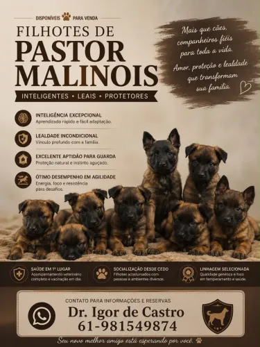 Vendo filhotes de pastor Malinois.
