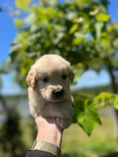 Golden Retriever