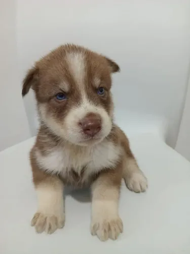 Filhote husky siberiano