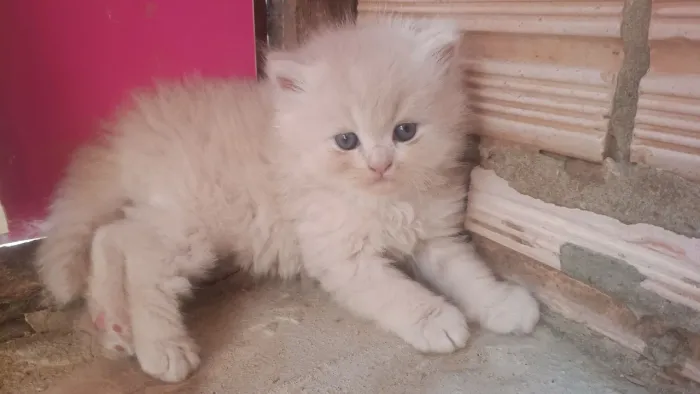 Gato Persa