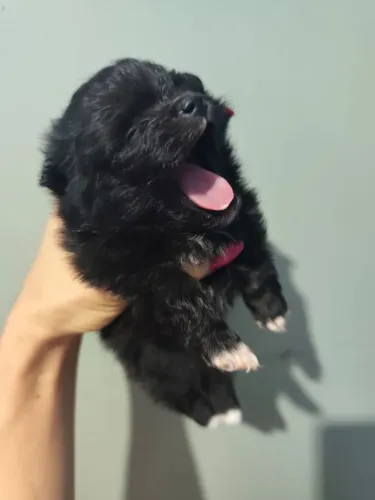 Spitz alemão 