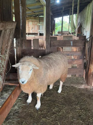 Carneiro Texel registrado 