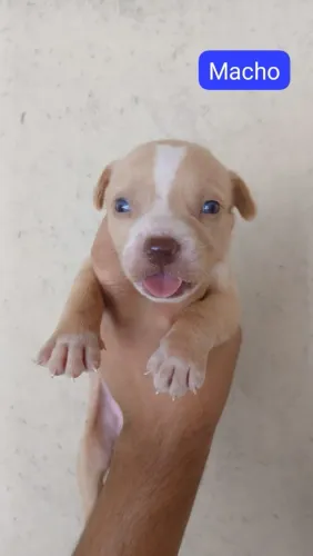 Filhotes de Pitbull com American Bully - Lindos e Saudáveis