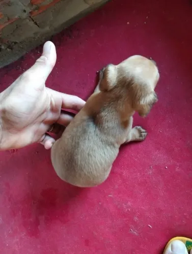 Vendo filhote de Pincher macho