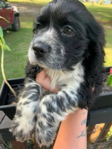 Cocker spaniel muito alegre e amoroso