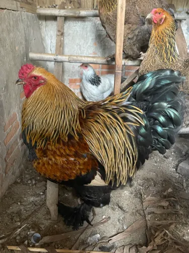 Ovo Galado Brahma Perdiz (Preço da dúzia )