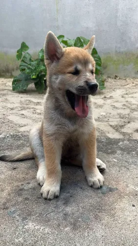 Filhote de Akita Inu Disponível (PROMOÇÃO)
