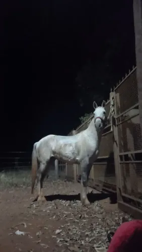 Cavalo Meio Qm 