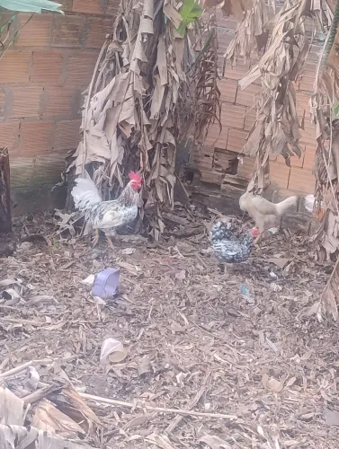 Vendo galinha e galo barato