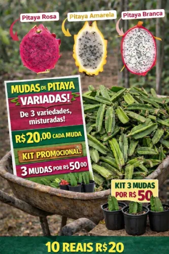 Pitaya variada 