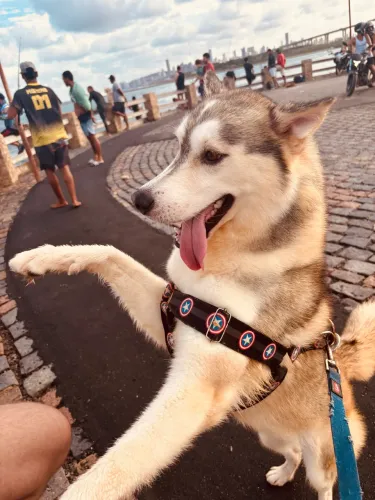 Husky siberiano macho para cruzar 