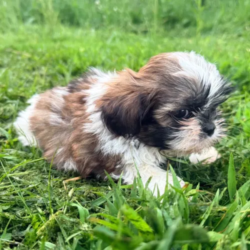 Shih tzu | Um pacotinho de amor peludo