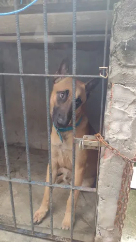 Doação estou doando um cachorro da raça pastor Malinos de 11 meses motivo sem espaço 