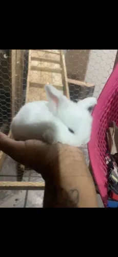 Coelhos Mini Lop