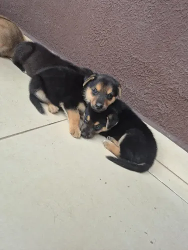 Vendo filhote de pastor alemão