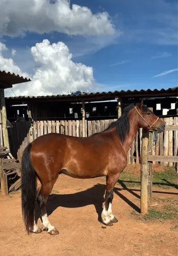 Cavalos 5 anos marcha picada
