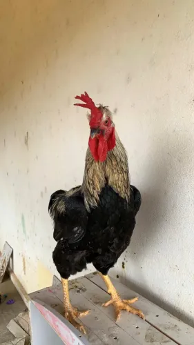 RAÇA GSB ? Galinha Sertaneja Balão 