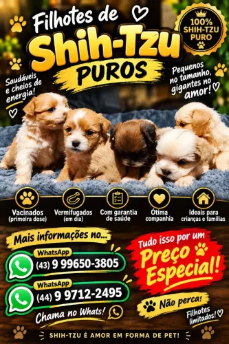 vendo filhotes de shih tzu