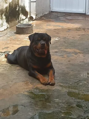 Disponível para acasalamento