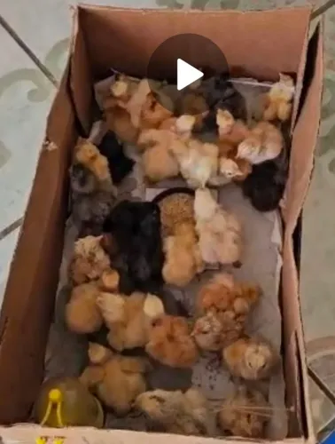 Pintinhos 
