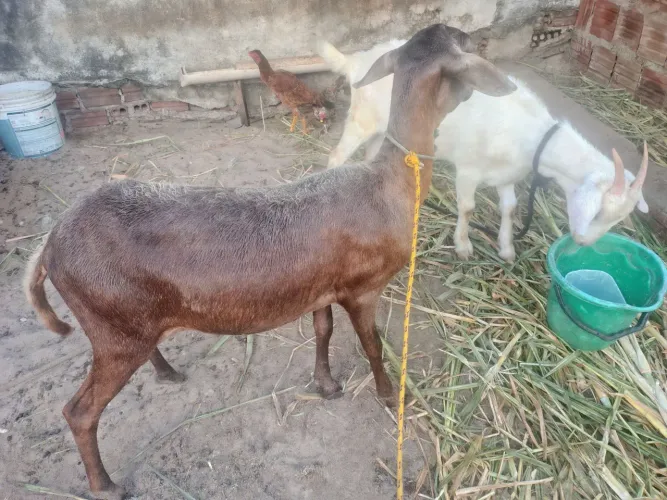 Ovelha e Cabra de Raça