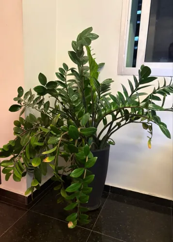 Vaso Preto com Planta