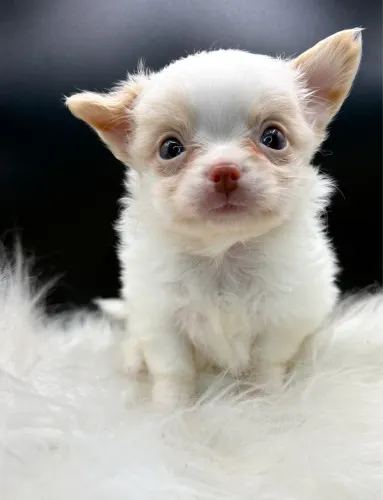 Chihuahua pelo longo macho