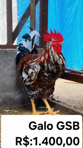 VENDO GALINHAS SERTANEJO BALÃO.