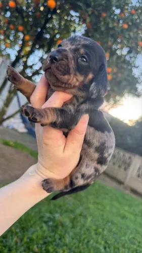 Dachshund 