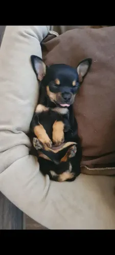 Pinscher 0  machinhos 