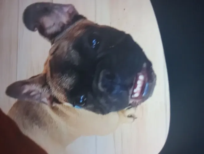 Buldog francês