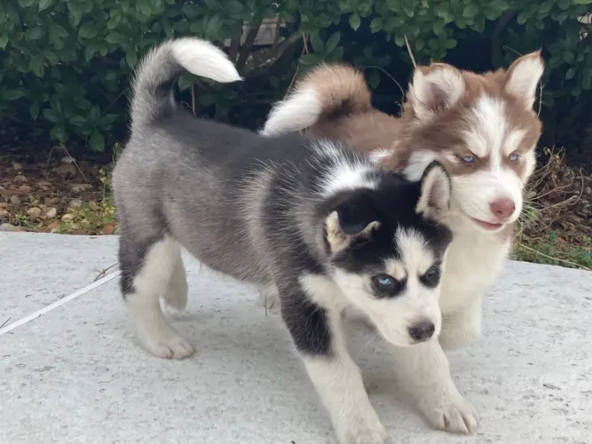 Husky Aquele filhotinho que você vai querer conhecer
