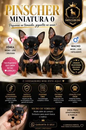 Belíssimos filhotes de Pinscher miniatura 0