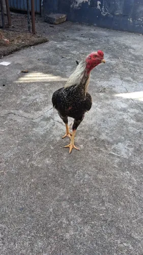 Galo Retirada no bairro sao jose