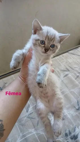 Doação de lindos filhotes de gato