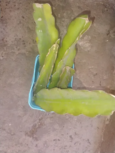 Muda de pitaya