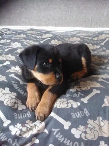 Rottweiler O pequeno charme que pode conquistar sua casa